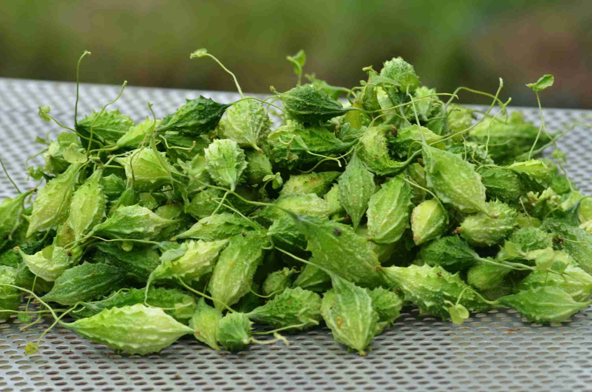 Le melon amer sauvage Azurbiotopes